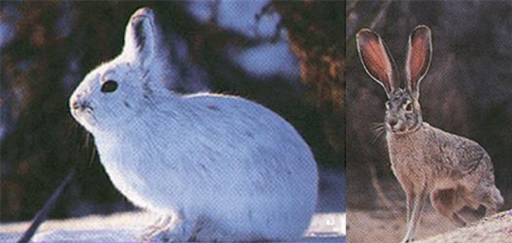 Two Hares